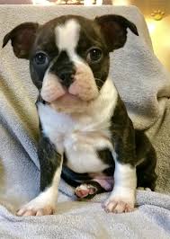Boston terrier puppies for sale in fl… hello, we have several litters of boston terrier & puggle & bug puppies for sale in flushing, bayside, queens ny, new york available now & the rest o… Etta Boston Terrier Puppy For Sale In Naples Fl Happy Valentines Day Happyvalentinesday2016i