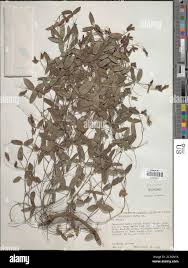 Image result for Rhynchosia totta