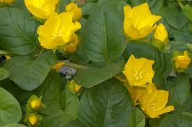 Image result for Lysimachia tenuicaulis