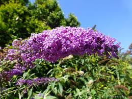 Image result for Komule empire blue