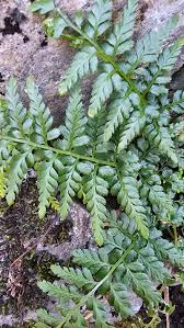 Image result for Asplenium emarginatum