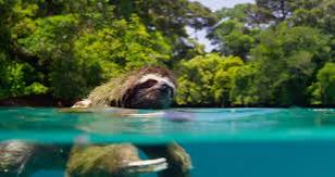 Planet Earth II | BBC Earth