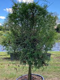 Little nest lime tree finger caviar live plant fruiting ins/out no ship to tx fl az ca la hi. Native Australian Finger Lime Designer Trees Australia