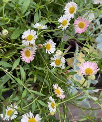 Image result for Erigeron karvinskianus
