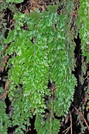 Image result for Hymenophyllum splendidum