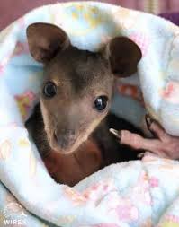 This one of a kind baby set, it is made with soft knit fabric! Approved Patterns For Australia S Wildlife School Of Stitched Textiles