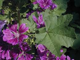 Image result for Malva