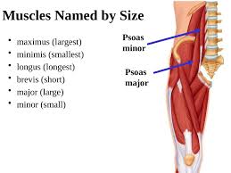 The skeletal muscle's anatomical location or its relationship to a particular bone often determines its name. The Skeletal Muscular And Levers System Muscular Physics Slideshow And Powerpoint Viewer Movement The Physical Constraints To Movement Gravity And Frictional Drag Occur In Every Envir