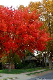 Image result for Pistacia