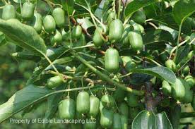 I have fuzzy kiwi and kiwi berries growing on different trellises next to our grape arbors. Kiwis Hardy Edible Landscaping