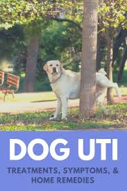 Dog Utis Causes Symptoms Treatments And Home Remedies Dog Uti Dog Uti Treatment Dog Skin Care