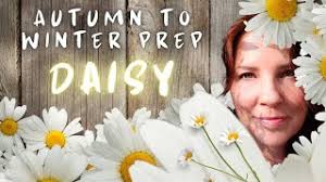 Autumn Daisy Pruning for Winter 🍂🏵✂️ #winteriscoming