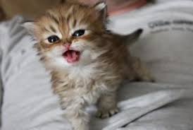 Recognized by the cat fancy since the late 19th century, it was developed first by the english. Things You Should Know About The Teacup Persian Cat