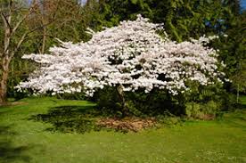 Mount Fuji Cherry Tree Weeping Flowering Cherry Willis Orchards