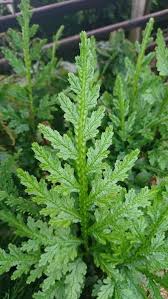 Image result for Selaginella mittenii