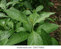 Image result for Vernonia amygdalina