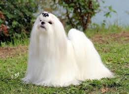 Vedi i file dei cani i cani che hanno i capelli lunghi sono perfetti per chi ama spazzolare, raccogliere e, in generale, ama la bellezza della cura del . Maltese Bichon Maltes Bichon Perro Maltes