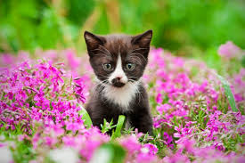 We did not find results for: Guest Post How To Keep Cats Out Of The Garden Pete The Vet