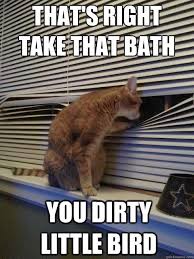 Funny Animal Pictures My Organized Chaos Funny Cat Pictures Cat Memes Crazy Cats