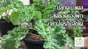 ปล กคะน าเคล คะน าใบหย ก ในกระถาง แบบคนเม อง ปล กคร งเด ยวก นได ตลอดป การปล กพ ช สวนคร ว จ ดสวน