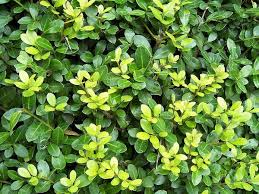 Cold zones as low as 4. Ilex Crenata Japanese Holly North Carolina Extension Gardener Plant Toolbox
