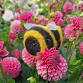 Needle Felting Class - Fuzzy Bumble Bee 2.0 at Swan Island Dahlias