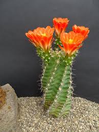 When you begin looking for preschools in el paso, tx ask about the ratio of learning time to supervised play time so you can get a good sense of whether you believe your. Plantfiles Pictures Echinocereus Species Claret Cup Cactus Crimson Hedgehog Cactus Strawberry Cactus Echinocereus Triglochidiatus By Kell