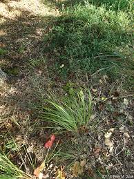 Image result for Eragrostis hispida