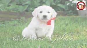 English Retriever White Golden Retriever Gif English Retriever White Golden Retriever Golden Retriever Puppies Indiana Discover Share Gifs