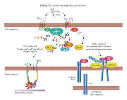 Fever is a complex physiologic response triggered by infectious or aseptic stimuli. Linking Pge2 To Adhesion Migration And Invasion Prostaglandin E2 Download Scientific Diagram