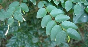 Image result for Synaptolepis alternifolia