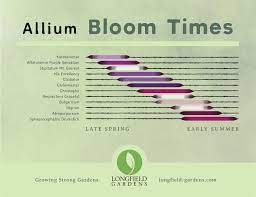 Our New Planning Guide For Alliums Makes It Easy To See Relative Bloom Times For 12 Different Types Of Al Planning Guide First Flowers Of Spring Gardening Tips