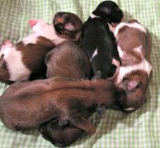 Only one of the four pups made it. Overivew Of Puppy Development