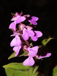 Image result for Brachycorythis