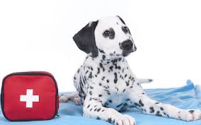 Maybe you would like to learn more about one of these? Pet Emergency Kit Linden Heights Animal Hospital