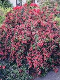 Posted on september 17, 2018 by shandra. Weigela Bristol Ruby Weigela Le Jardin Du Pic Vert