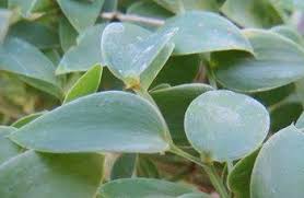 Image result for Asparagus asparagoides