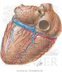 Maybe you would like to learn more about one of these? Heart Posterior View