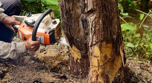 One example of an hourly rate for professional tree trimming services is $150 per hour. Is Hiring Tree Removal Company The Best Option Atibiz