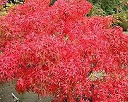 Discount99.us has been visited by 1m+ users in the past month Height 3 4 Ft Dwarf Palmate Suitable For Bonsai Spring Summer Green Fall Red Zones 6 9 Japanese Maple Tree Red Maple Tree Dwarf Japanese Maple