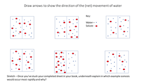 It is a natural, random process. Osmosis Lesson Aqa Gcse Biology Cell Biology Teaching Resources