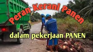 1.memeriksa surat ijin kendaraan (stnk), memberikan perhatian khusus pada masa berlaku, serta memeriksa kendaraan (kir). Peran Kerani Panen Dalam Pekerjaan Panen Youtube
