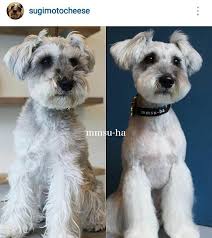 We did not find results for: Pin On Miniature Schnauzer