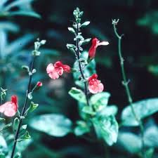 Image result for Sebaea microphylla