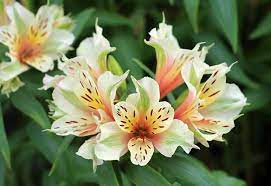 Alstroemeria Ligtu Buy Online At Annie S Annuals Alstroemeria Flower Garden Plants