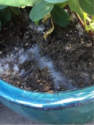 One of the most dangerous molds is black mold, it is also one of the most feared. What Is This White Furry Looking Mold In My Potted Plants Gardening Landscaping Stack Exchange