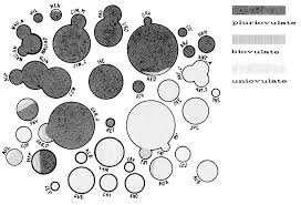 Image result for Otiophora