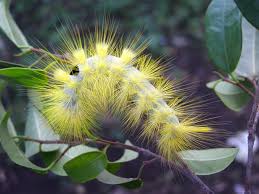 Apakah kesan sampingan pengambilan cendawan ulat / kulat beluncas cina (caterpillar fungus)? Waktu Solat Malaysia Waktu Solat Dot Net