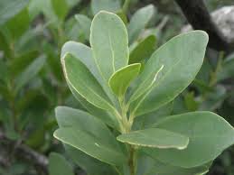 Image result for Pterocelastrus