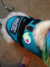 Top 10 Best Service Dog Training Resources Anything Pawsable Service Dog Training Dog Training Obedience Service Dogs